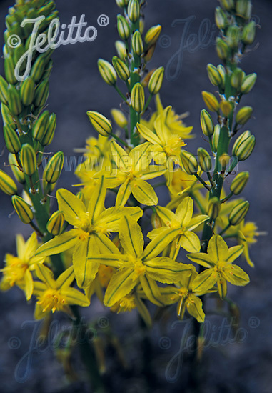 BULBINE frutescens cca.20 semien